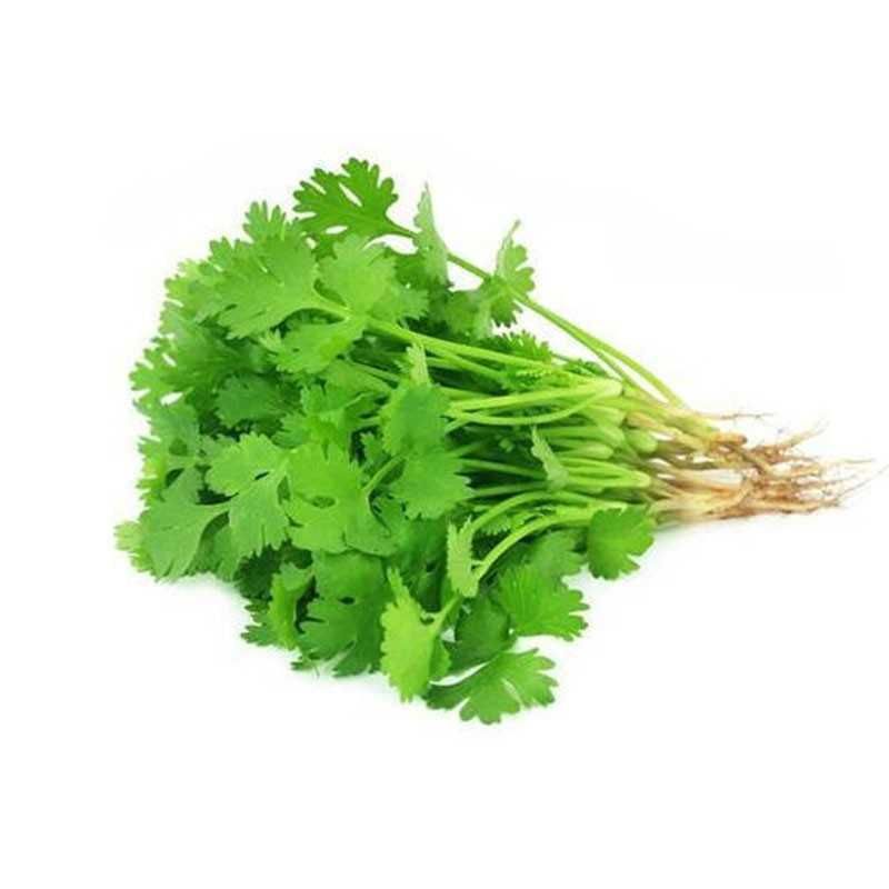 Fresh Coriander Leaves – Daily Cooking Herb